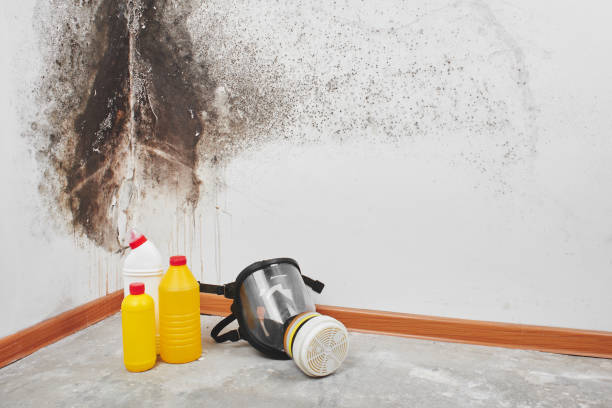 Best Crawl Space Mold Removal  in Franklin, NJ