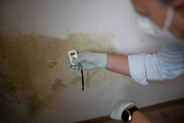 Best Mold Testing  in Franklin, NJ