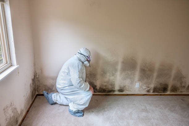 Mold Removal Process in Franklin, NJ