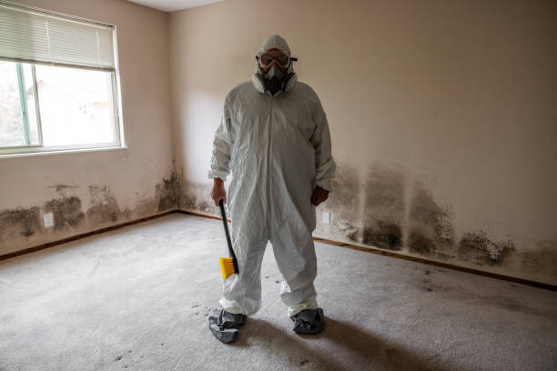 Professional Mold Removal in Franklin, NJ