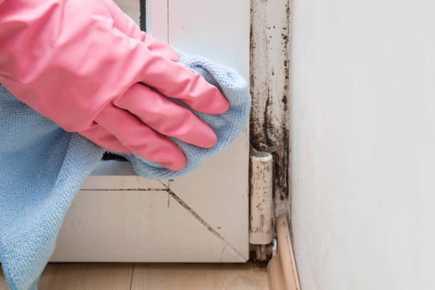 Best Mold Testing  in Franklin, NJ