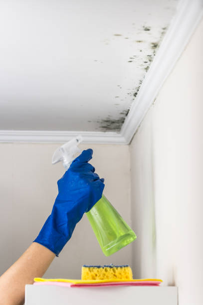 Best Commercial Mold Removal  in Franklin, NJ